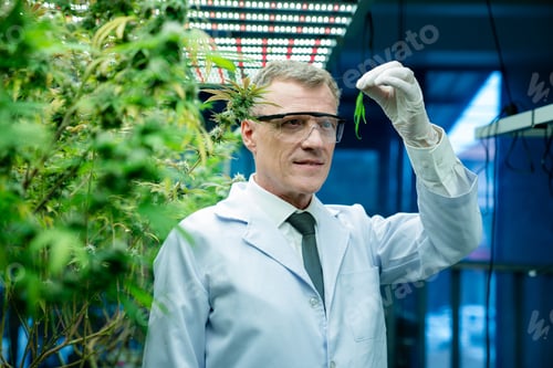 Preview: Professional senior scientist researchers and checking cannabis plants.