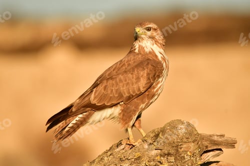 Preview: Buzzard perched on a wooden branch on a field.