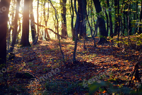 Preview: Sunset in the autumn forest. The sun's rays shine through the tr