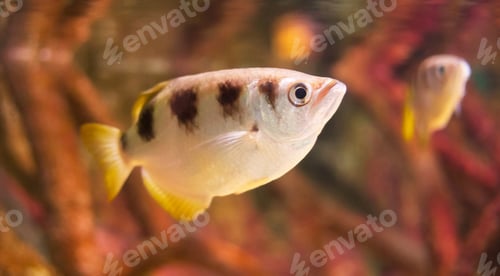 Preview: Amazing underwater world, Underwater world scene.