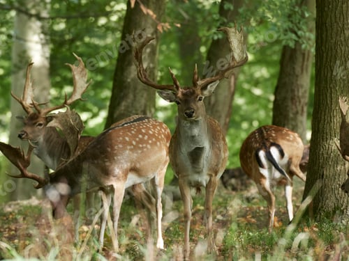 Preview: Fallow deer (Dama dama)