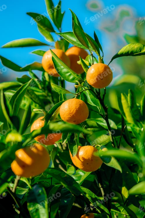 Preview: Orange trees with ripe fruits