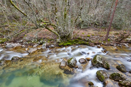 Preview: Forest and creek with silk effect. Lozoya river in Madrid. Spain