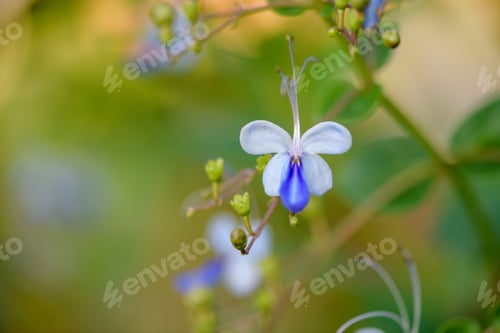 Preview: flowers