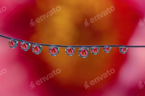 Preview: Reflection of a beautiful pink peony in water drops close-up, tenderness, macro.