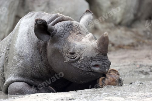 Preview: A black rhinoceros, black rhino or hook-lipped rhinoceros is having fun in a pool of water