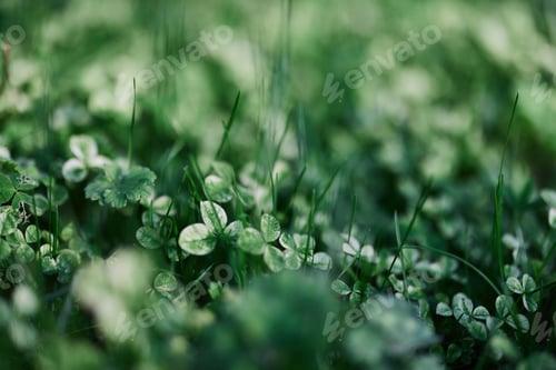 Preview: Young green leaves jib close-up, fresh lawn grass in summer on the ground in sunlight for a screen