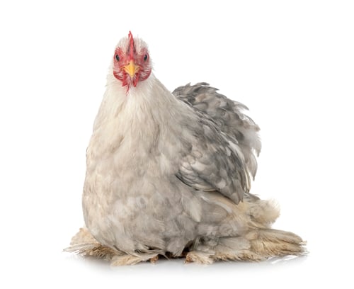 Preview: Pekin Bantam in studio