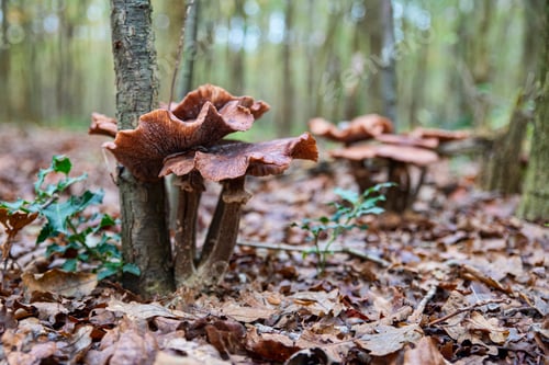 Preview: Close-Up of Wild Mushrooms armillaria in a Forest