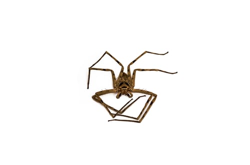 Preview: Died heteropoda venatoria huntsman spider on white.