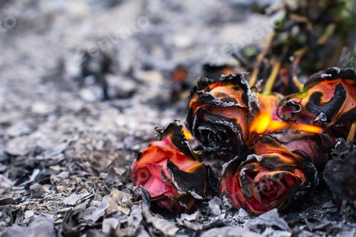 Preview: Burning and Charred Roses in Ashes – Symbol of Loss and Transformation