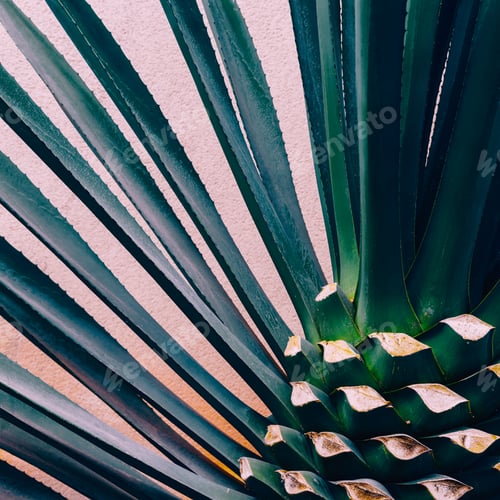 Preview: Plant on pink. Tropical design minimal fashion art Love Green