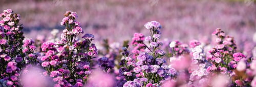 Preview: Closeup image of a beautiful purple Margaret flower field