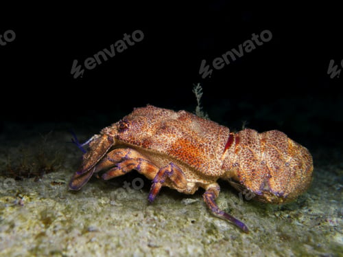 Preview: Scyllarides latus from Cyprus