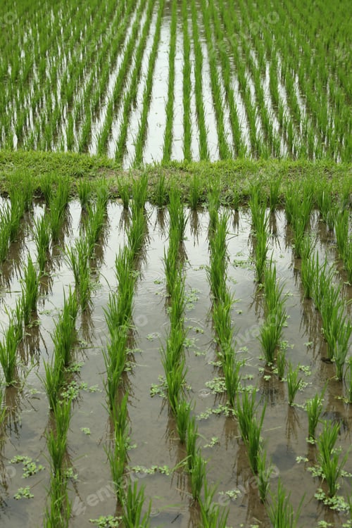 Preview: Rice plants ripening in paddy field, closeup