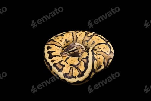 Preview: Female Ball Python. Firefly Morph or Mutation