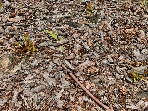 Preview: Pine cones lying on the ground in the forest. Natural background