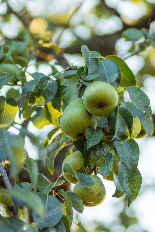 Preview: Pears