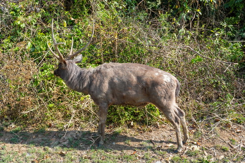 Preview: Wild deer at the forest clearing. Khaoyai mountain national park. Thailand