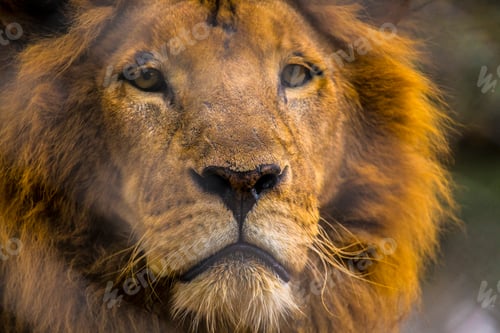 Preview: An angry lion at the Nairobi orphanage, Kenya