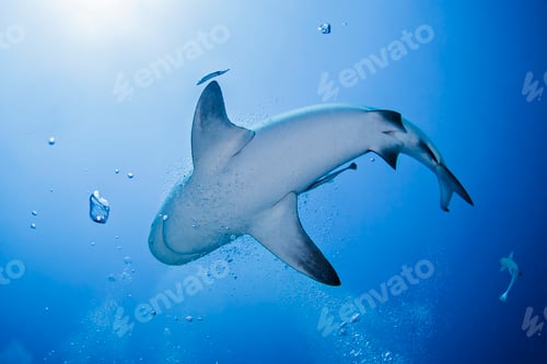 Preview: Underwater low angle view of shark, Playa del Carmen, Mexico