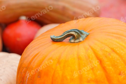 Preview: Close Up, Macro Of Vibrant Orange Pumpkin During Autumn Harvest Season In Natural Light