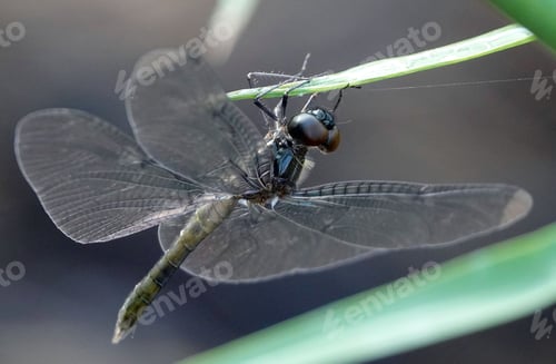 Preview: a dragonfly with large wings is sitting on a plant