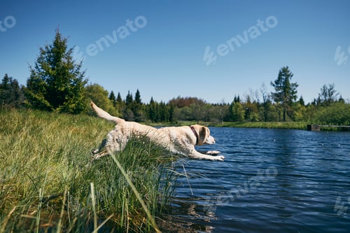 Preview: Happy dog jumping to lake