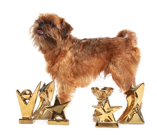 Preview: Cute Brussels Griffon dog with champion trophies on white background