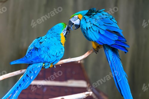 Preview: bird, parrot, Scarlet, Macaw