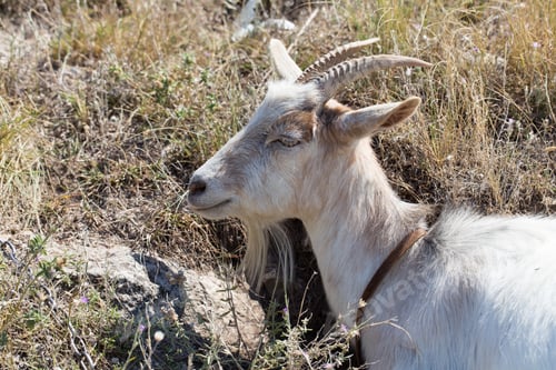 Preview: Funny goat portrait.