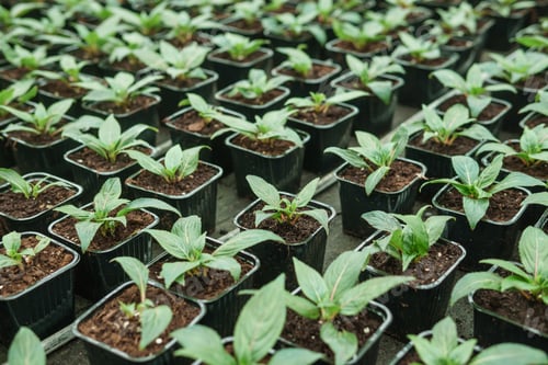 Preview: Greenhouse with a large variety of green plants. The concept of planting crops in spring.