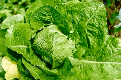 Preview: Nature green background of ripe lettuce. Lush foliage in spring or summer garden.