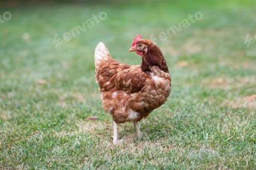 Preview: Hens grazing on grass in a free range organic farm
