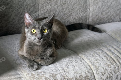 Preview: A young dark gray cat with yellow-green eyes lies on the sofa. Selective focus