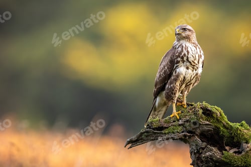 Preview: Common buzzard sitting on branch in summer with copy space