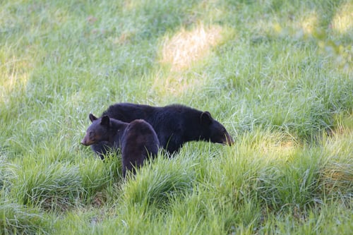 Preview: Wild black bears at Cades Cove in the Great Smokey Mountains National Park