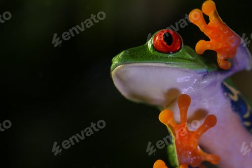 Preview: Red Eyed Tree Frog
