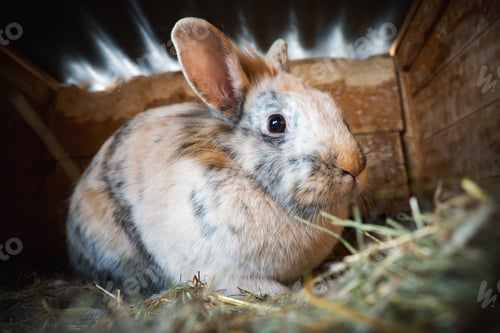 Preview: An Adorable Domestic Rabbit is Nestled Comfortably in a Cozy Hay Nest