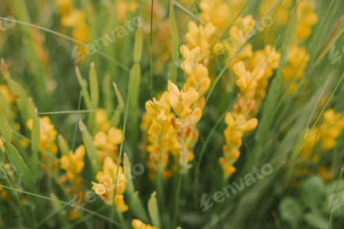 Preview: Yellow flowers in a field