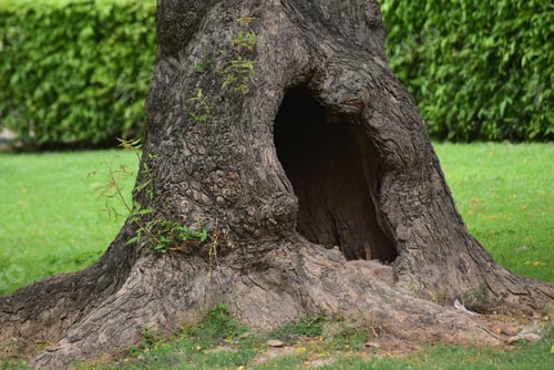 Preview: Closeup shot of a tree hollow in a garden in Qutub Minar in Delhi
