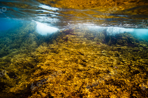 Preview: Red and brown New Zealand seaweeds, Intertidal Zone, Poor Knights Island Marine Reserve, New Zealand