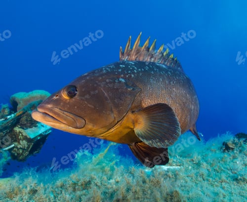 Preview: Dusky Mediterranean grouper from Larnaca, Cyprus