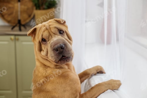 Preview: Cute dog at home.