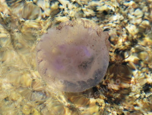 Preview: Amazing underwater world, Underwater world scene.