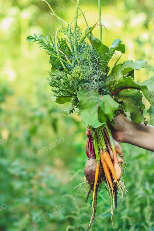 Preview: Harvest Vegetables (Beets, Carrots, Onions, Dill, Garlic And More). Top Food Background. Copy Space