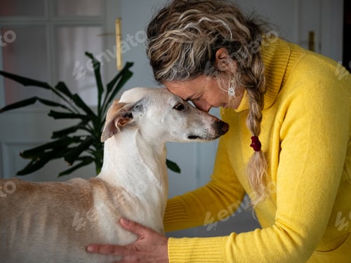Vista previa: Heartwarming shot of a Spanish female petting an endearing greyhound dog