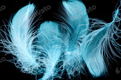 Preview: background with blue bright textured and lightweight feathers isolated on black