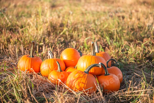 Preview: Many ripe orange pumpkins in field, space for text
