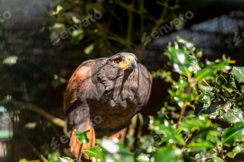 Preview: Harris Eagle perched on a branch
